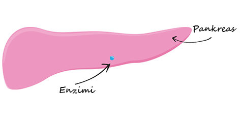 Slikoviti prikaz pankreasa sa enzimima